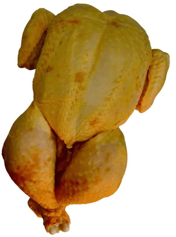Pollo