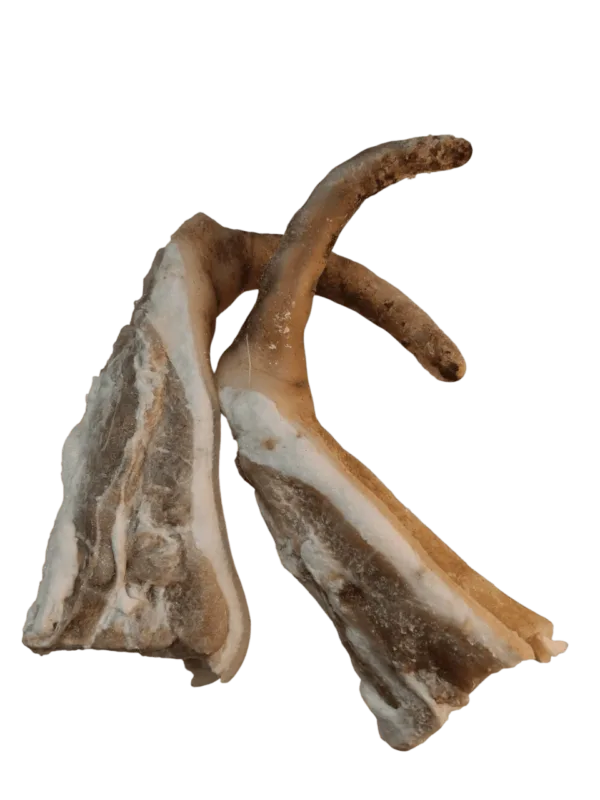 Rabo de cerdo